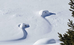 016 - schwans im schnee